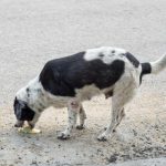 Cachorro Vomitando Amarelo