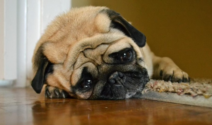 Cachorro da Raça Pug Chorando