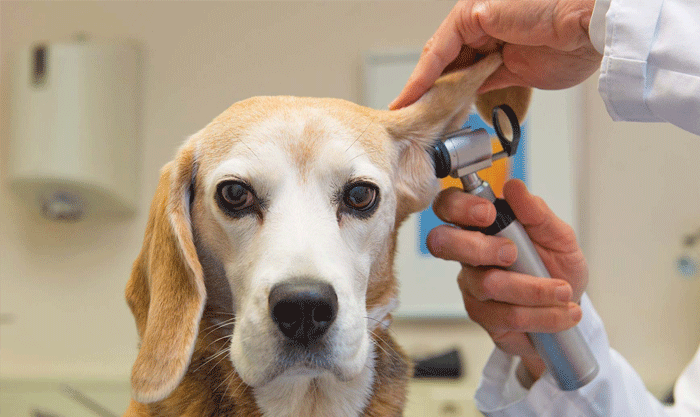 Cachorro do Veterinário
