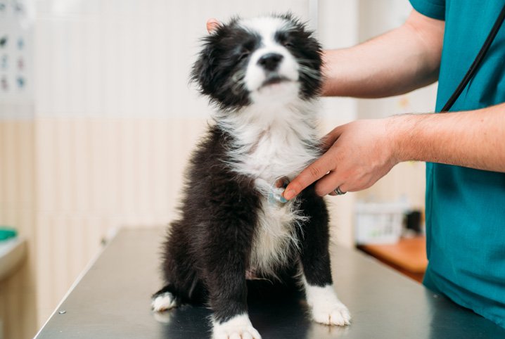 Cachorro no Veterinário, Verificando se Esta Com Verme