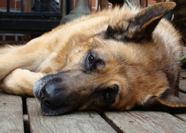 Cachorro se Recuperando de Convulsão