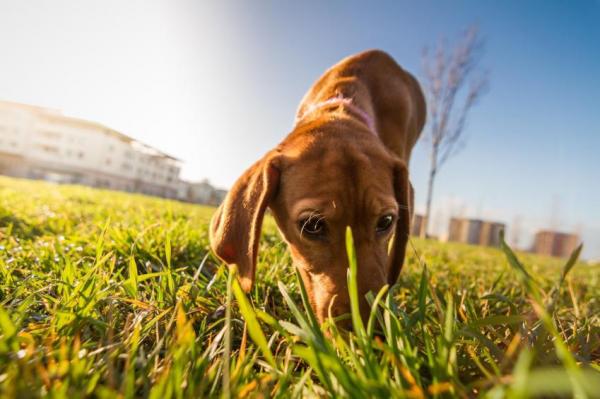 Por Que os Cachorros Cheiram as Partes Íntimas das Pessoas?