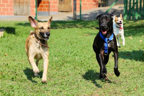 Como Desinfetar Quintal com Cachorro? O que Usar e Como Fazer?