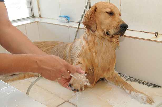 Quanto Tempo Depois de Parir a Cadela Pode Tomar Banho?