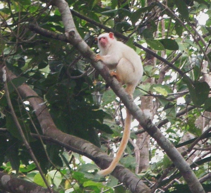 Callithrix Leucippe