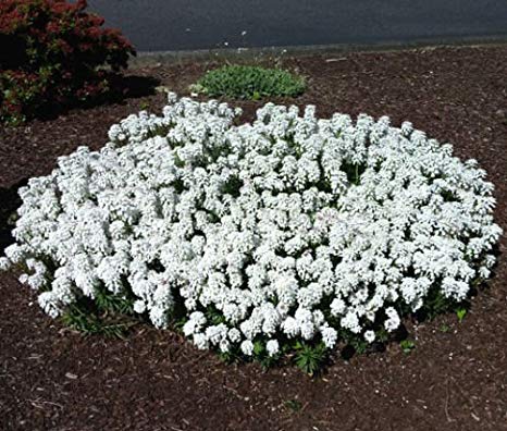 Candytuft Evergreen