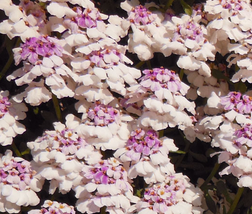 Candytuft Gibraltar