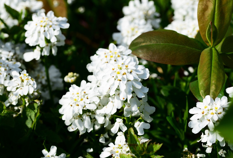 Candytuft Perene