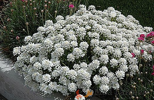 Candytuft Rochosa