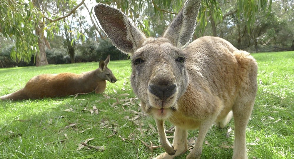 Canguru australiano: curiosidades, reprodução, peso e imagens