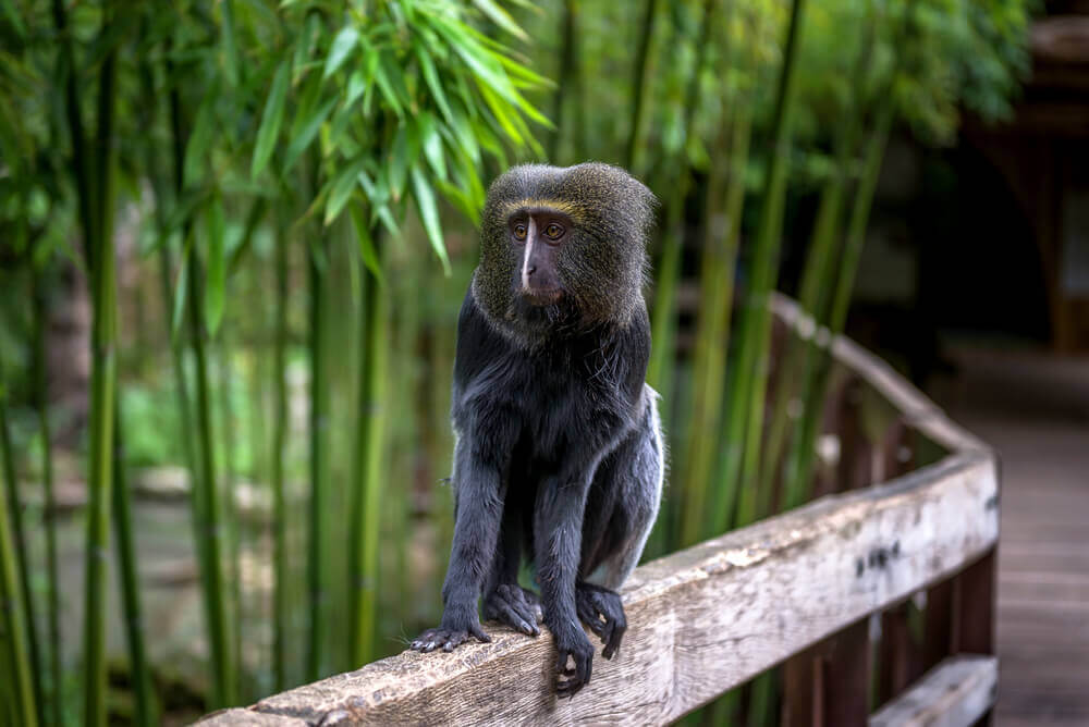 Característica Física do Macaco Cercopithecus