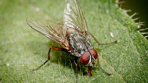 Características da Mosca-Doméstica