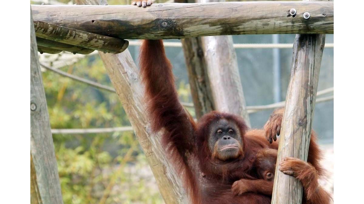 Características da Subespécie Orangotango-de-Bórneu