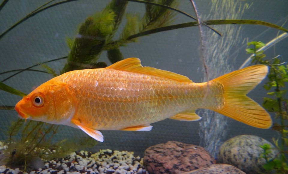 Características do Carpa