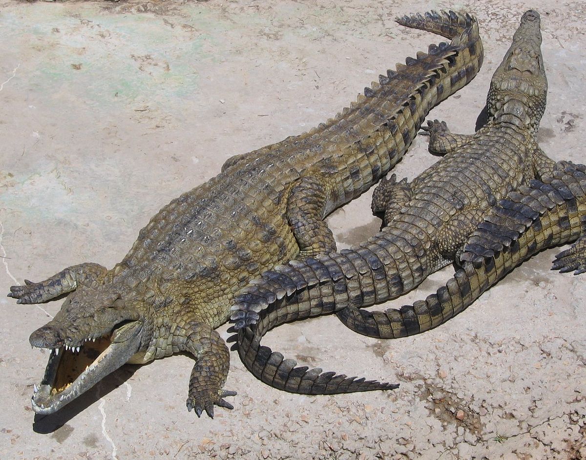 Características do Crocodilo Persa