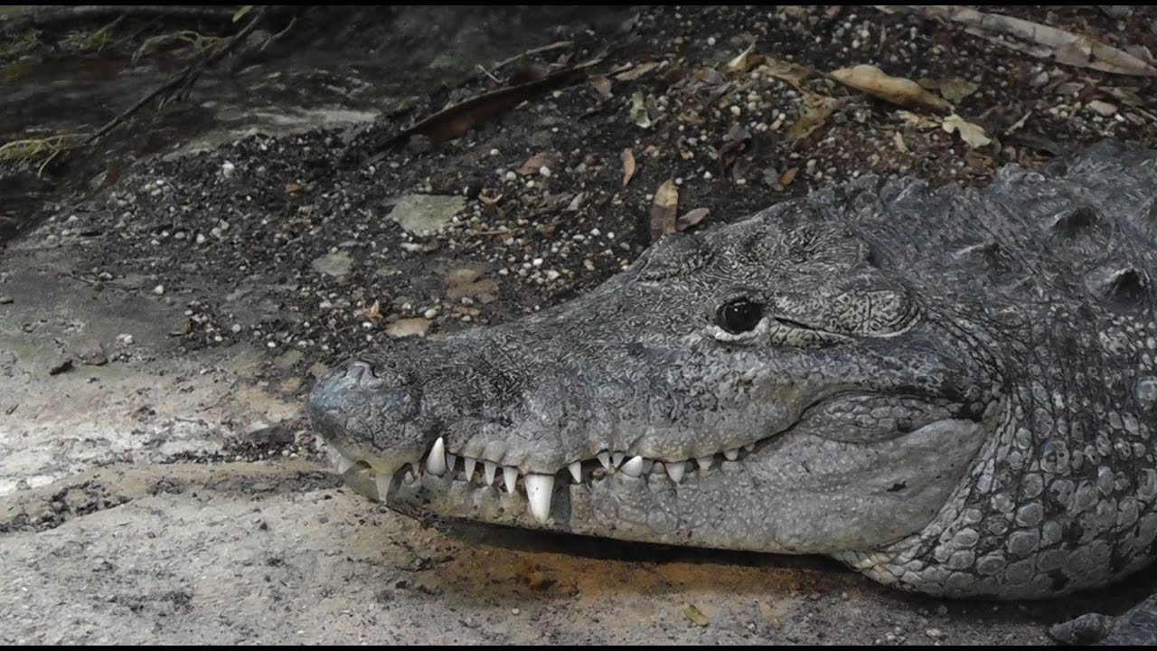 Características do Crocodilo de Morelet