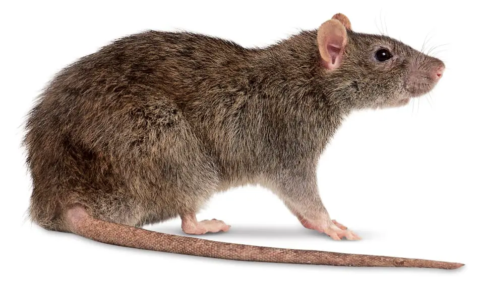 Características dos Ratos