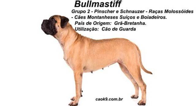 Características Anatomia do Bull-Mastiff