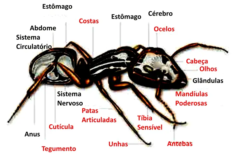 Características Físicas da Formiga 