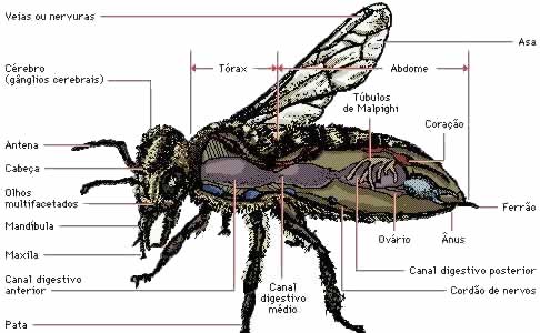 Características Físicas das Moscas