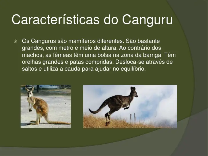 Características do Canguru