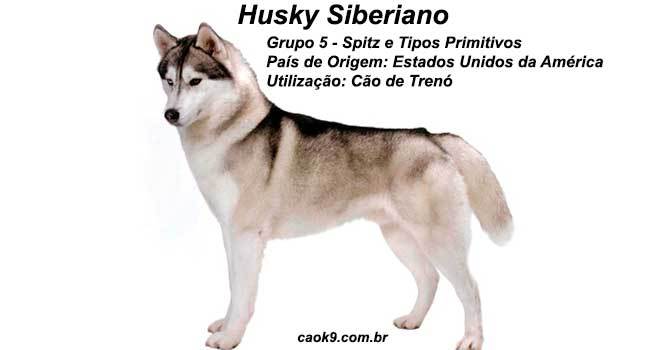 Características do Husky-Siberiano