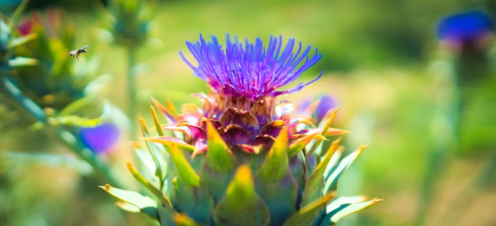 Cardo Marítimo Com as Flores Roxas 