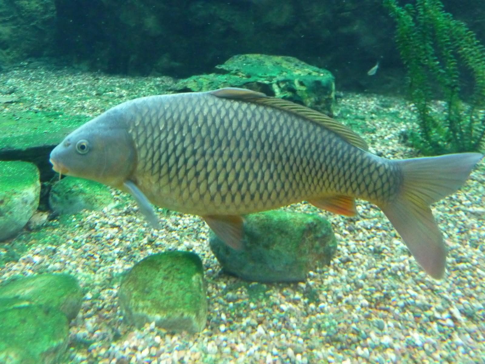 Carpa na Água