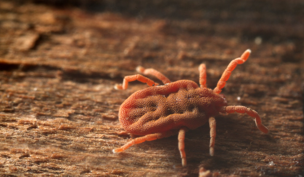Carrapato Duro - Argasidae
