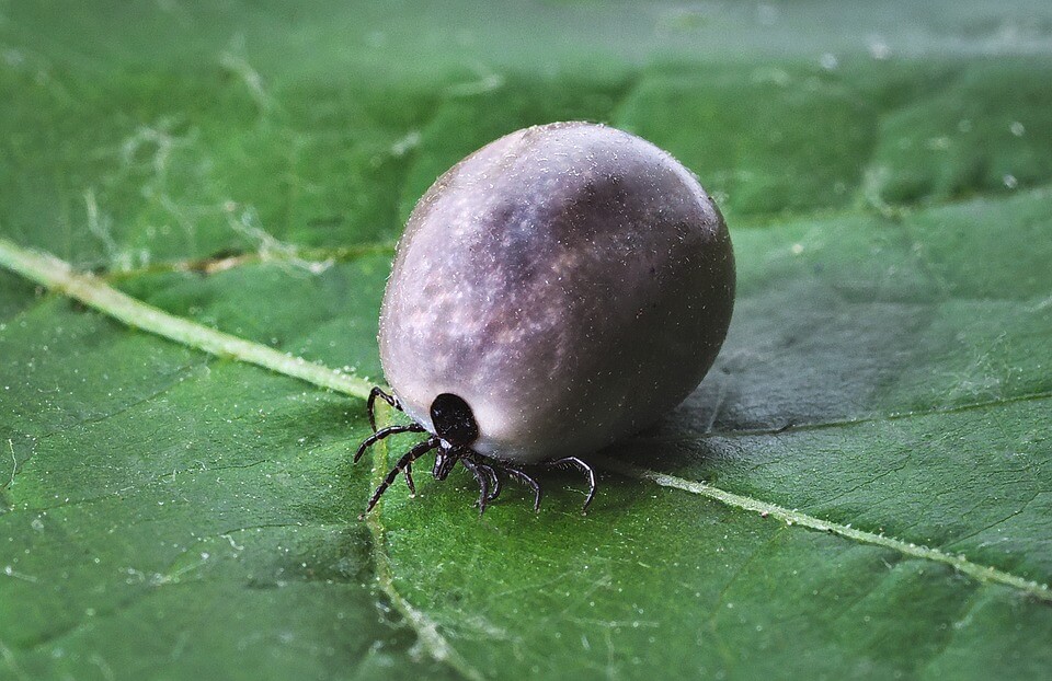 Carrapato Mole em Cima de uma Folha 