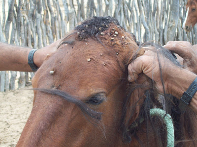 Carrapato em Cavalos 