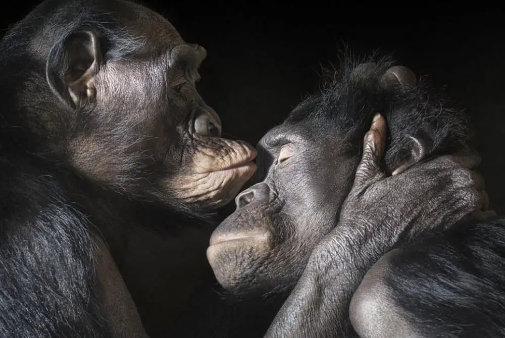 Casal de Chimpanzés