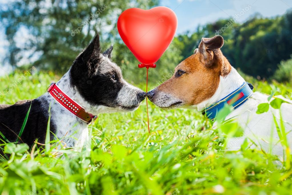 Por Que os Cães Ficam Presos Quando Cruzam?