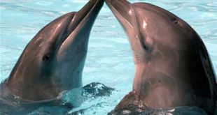 Casal de Golfinhos