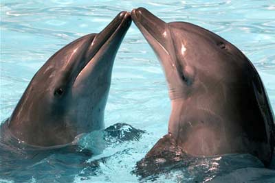 Casal de Golfinhos 