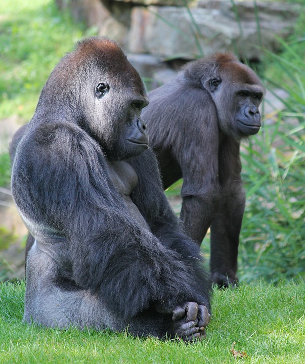 Casal de Gorila