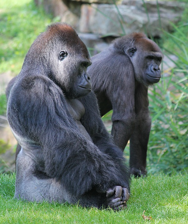 Casal de Gorila 