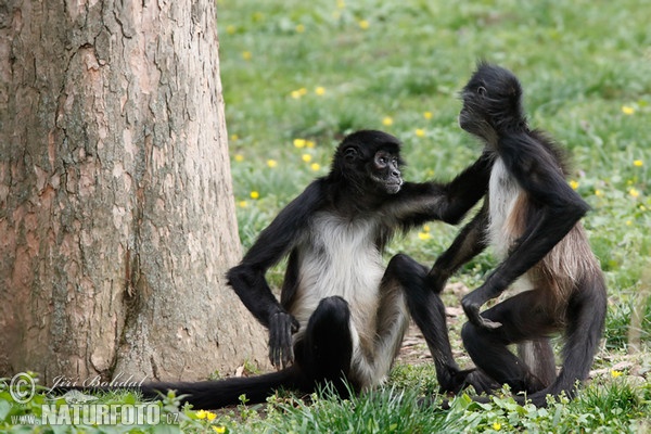 Casal de Macaco-Aranha-de-Geoffroy 