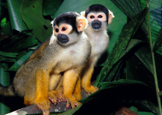 Casal de Macaco-De-Cheiro-Comum