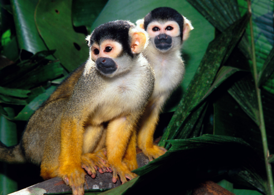 Casal de Macaco-De-Cheiro-Comum 