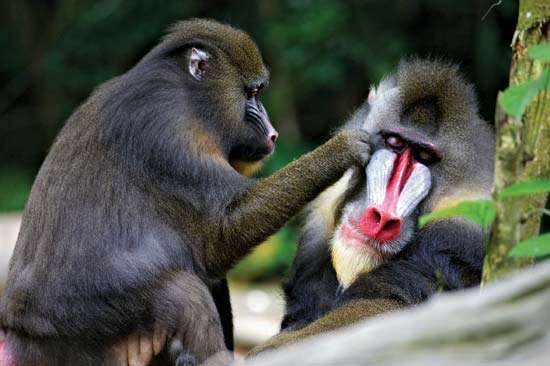 Casal de Macaco Mandril 