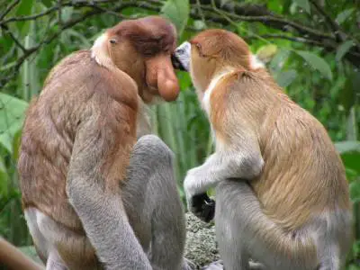 Casal de Macaco-Narigudo 