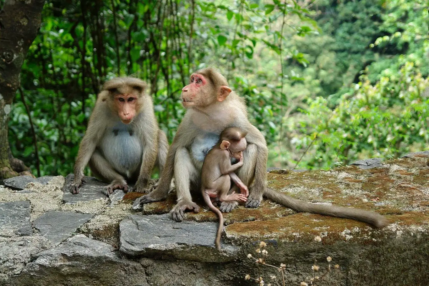 Casal de Macacos Adultos Com o Filhote