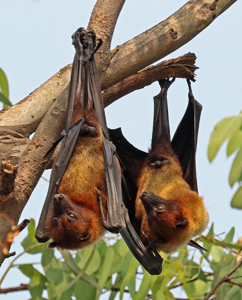 Casal de Morcegos Raposa 