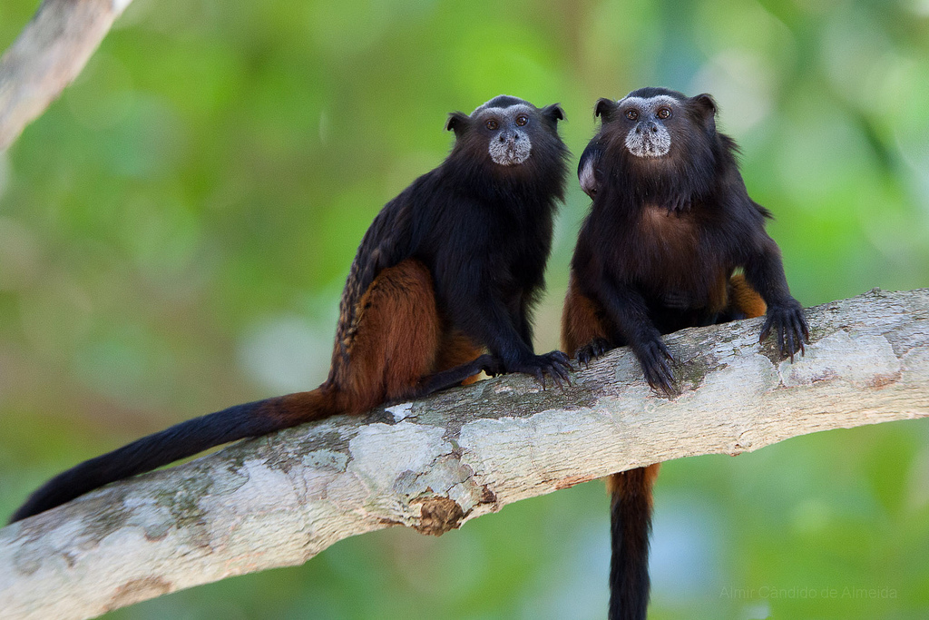 Casal de Sagui-De-Cara-Suja