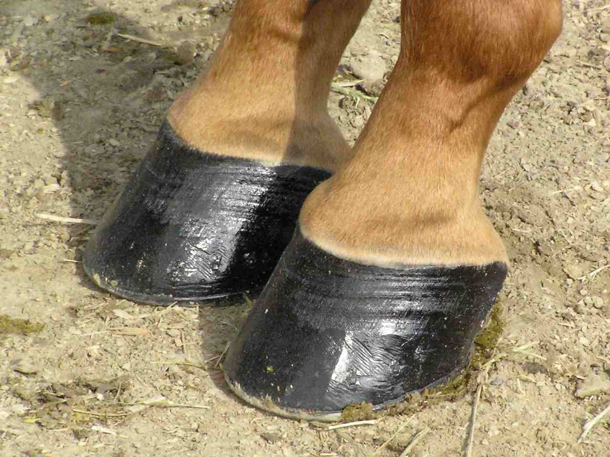 Casco do Cavalo