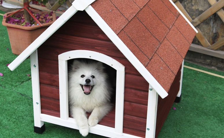 Casinha para o Cão