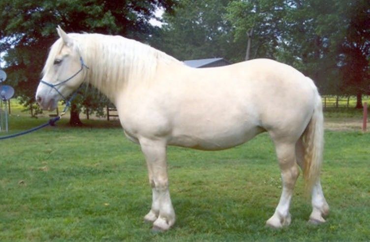 Cavalo American Cream Draft