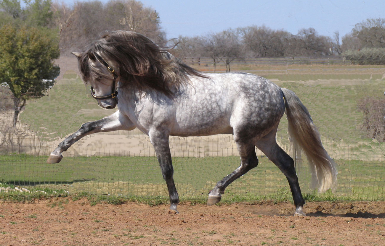 Cavalo Andaluz