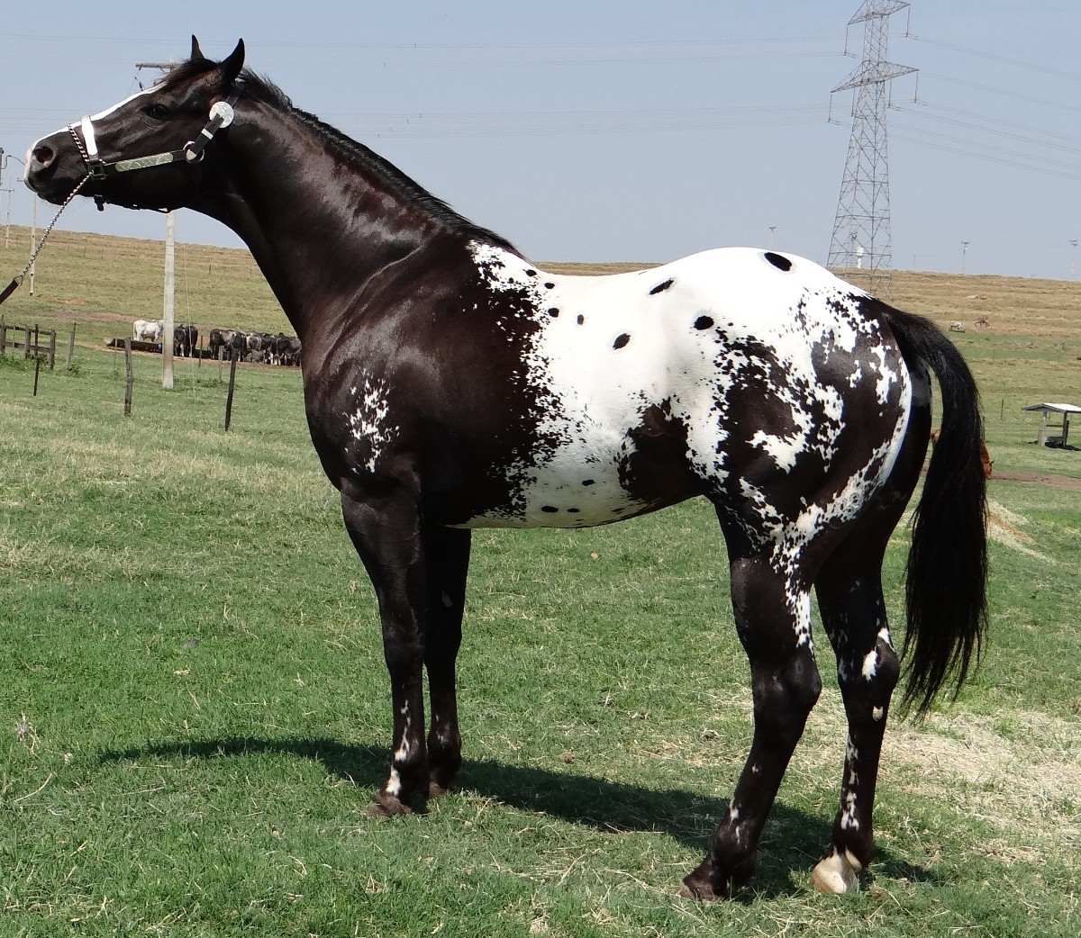 Cavalo Appaloosa